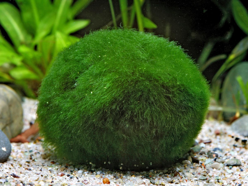 Preview: Moosball – Mooskugel - Aegagropila linnaei